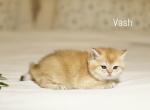 Vash - British Shorthair Kitten For Sale - Federal Way, WA, US