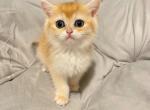 Black golden British shorthair girl - British Shorthair Kitten For Sale - Athens, GA, US