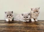 Exotic Shorthair babies - Persian Kitten For Sale - Ozark, AL, US