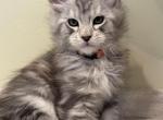 Timon - Maine Coon Kitten For Sale - Rocklin, CA, US