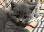 Vasya - Scottish Straight Kitten For Sale - NY, US