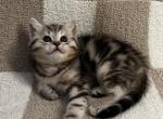 Rico - Scottish Straight Kitten For Sale - 