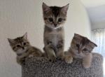 Scottish Fold and Straight - Scottish Fold Kitten For Sale - Houston, TX, US