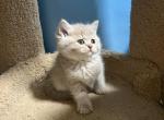 Nico - Scottish Straight Kitten For Sale - Renton, WA, US