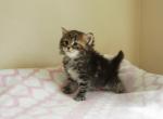 7 female classic - Siberian Kitten For Sale - Medford, NJ, US