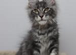 Quentin - Maine Coon Kitten For Sale - NY, US