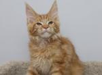 Lex - Maine Coon Kitten For Sale - NY, US