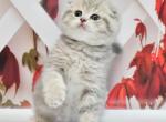 Bugatti - Scottish Fold Kitten For Sale - NY, US