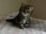 8 male classic - Siberian Kitten For Sale - Medford, NJ, US