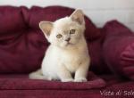 Kalinka - Burmese Kitten For Sale - Norwalk, CT, US