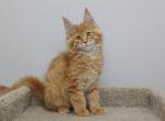 Jordan - Maine Coon Kitten For Sale - NY, US