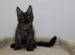 Hudson - Maine Coon Kitten For Sale - NY, US