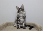 Hennesy - Maine Coon Kitten For Sale - NY, US