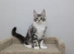 Aspen - Maine Coon Kitten For Sale - NY, US