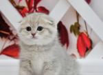 Brenda - Scottish Fold Kitten For Sale - Los Angeles, CA, US