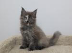 Hathor - Maine Coon Kitten For Sale - NY, US