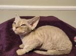 Lilly - Devon Rex Kitten For Sale - Lynchburg, VA, US