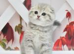 Bugatti - Scottish Fold Kitten For Sale - Los Angeles, CA, US