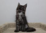 Alex - Maine Coon Kitten For Sale - NY, US