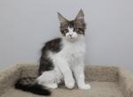 Beethoven - Maine Coon Kitten For Sale - NY, US