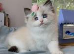 CANDY - Ragdoll Kitten For Sale - Las Vegas, NV, US