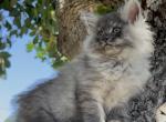 Leopard - Maine Coon Kitten For Sale - Las Vegas, NV, US