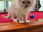 princess - Ragdoll Kitten For Sale - Midland, NC, US