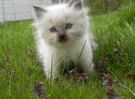 Adorable Ragdoll Babies - Ragdoll Kitten For Sale - Souderton, PA, US