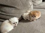 British Longhair Kittens - British Shorthair Kitten For Sale - 