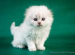 Businka_ - Scottish Fold Kitten For Sale - Hollywood, FL, US