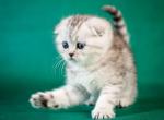 Bella - Scottish Fold Kitten For Sale - Hollywood, FL, US