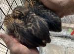 Bengal Kittens - Bengal Kitten For Sale - Naples, FL, US