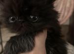 Black male - Persian Kitten For Sale - Ephrata, PA, US