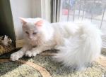 Markiza - Siberian Cat For Sale - New York, NY, US