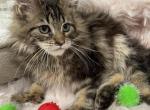 Lorena - Maine Coon Kitten For Sale - Dallas, TX, US
