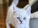 Ceaser and Columboo - Scottish Straight Kitten For Sale - 