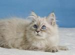 Sirius - Siberian Kitten For Sale - 