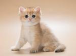 Stefan - British Shorthair Kitten For Sale - Boston, MA, US