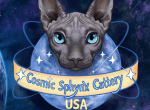 Cosmic Sphynx Cattery Chicago IL - Sphynx Kitten For Sale - Lockport, IL, US