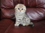 Cloudy - Scottish Fold Kitten For Sale - Naperville, IL, US