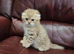 Hugo - Scottish Fold Kitten For Sale - Naperville, IL, US