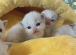 Kittens reservation - Ragdoll Kitten For Sale - Las Vegas, NV, US