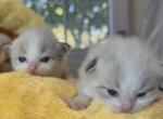 Kittens reservation - Ragdoll Kitten For Sale - 