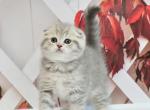 Bugatti - Scottish Fold Kitten For Sale - Hollywood, FL, US