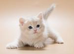 Simfa - British Shorthair Kitten For Sale - Miami, FL, US