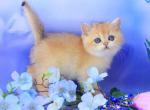 Eclair - British Shorthair Kitten For Sale - Miami, FL, US