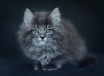 Winning - Siberian Kitten For Sale - Pembroke Pines, FL, US