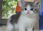 Mochi - British Shorthair Kitten For Sale - Las Vegas, NV, US