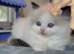 Luna - Ragdoll Kitten For Sale - Las Vegas, NV, US