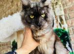 Samson - Maine Coon Kitten For Sale - FL, US